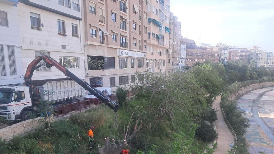 Menos árboles en la ladera del río Vinalopó en Elche: un suma y sigue de talas