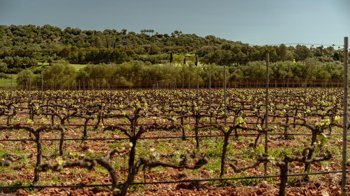 Viñedos del complejo.