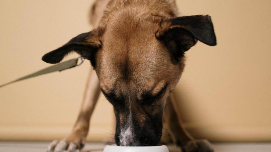 Alberto Sanz, entrenador canino: "Si aún le das de comer a t