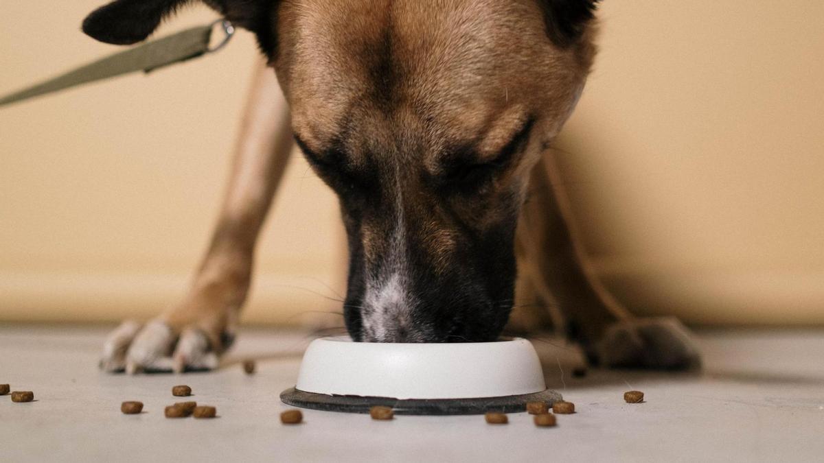 Un perro comiendo de su bol.