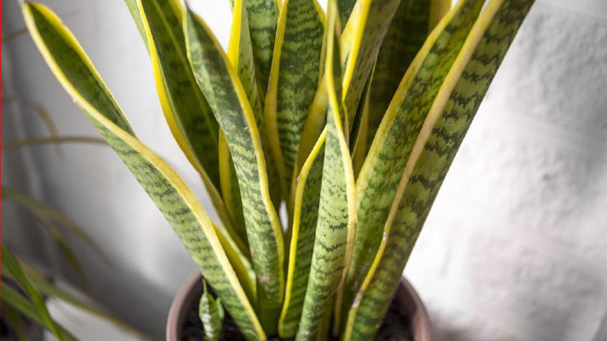 Sansevieria.