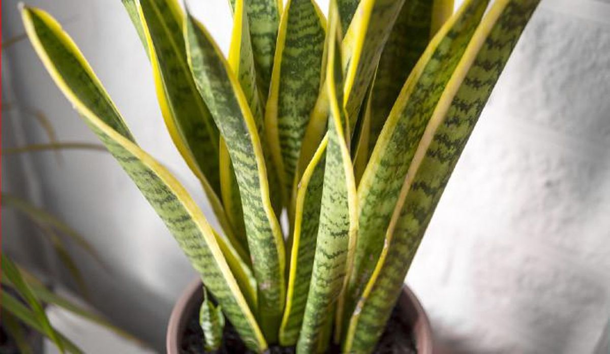 Plantas de interior que te ayudarán a mantener la casa fresca