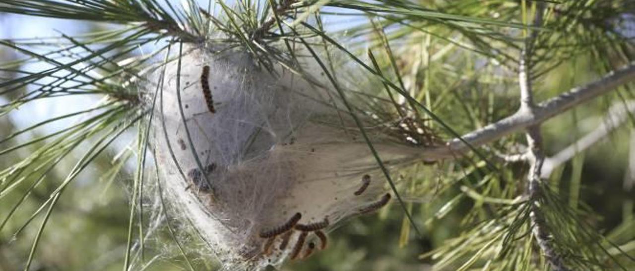 Detalle de uno de los bolsones de gusanos, en un pino de Sant Cristòfol.