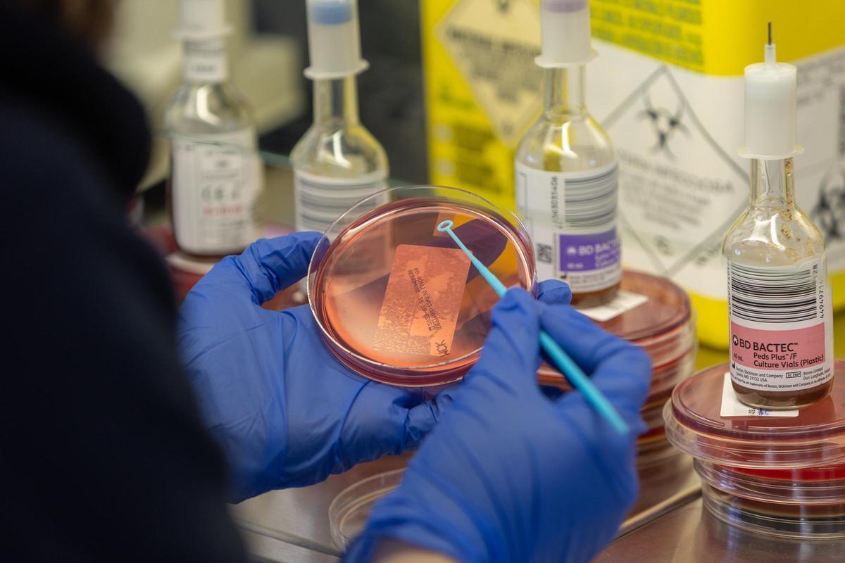 Investigación en virus y bacterias Investigación en virus y bacterias