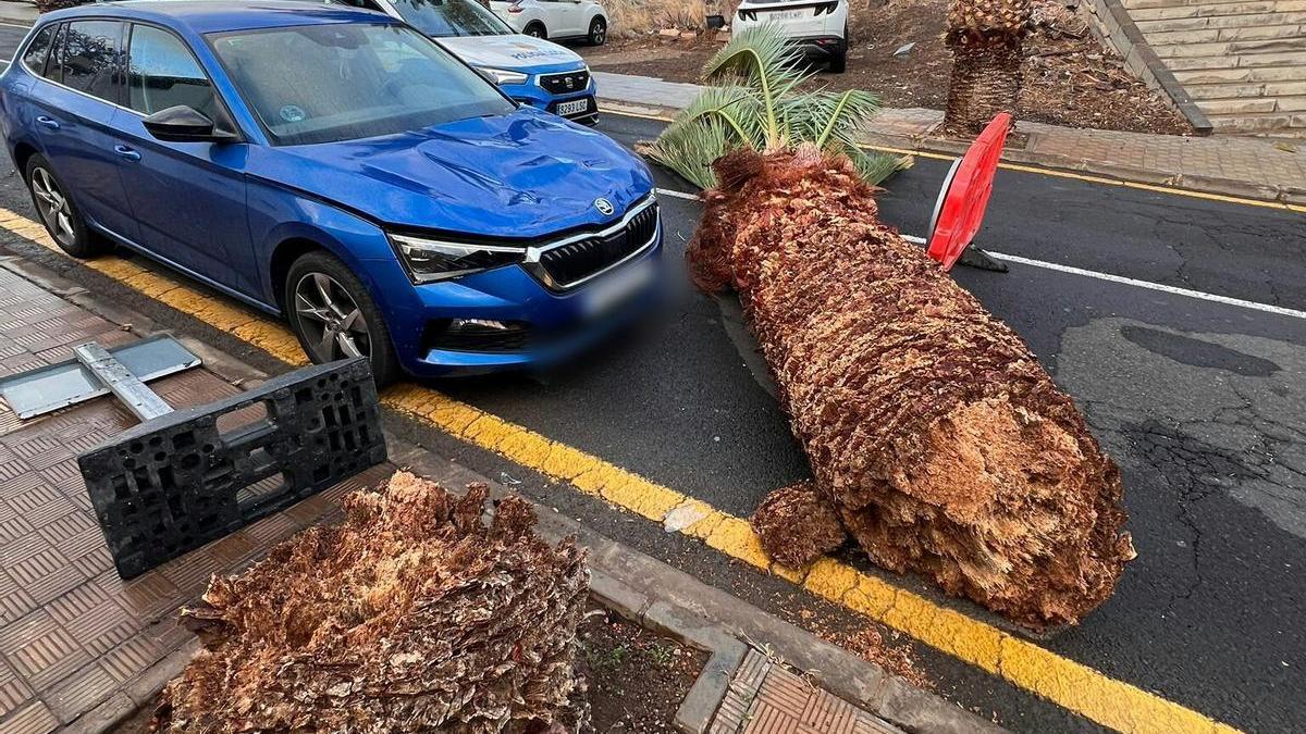 Cae una palmera sobre un coche en Santa Cruz de Tenerife.