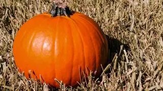 La calabaza que solo unos pocos agricultores siguen cultivando en un pueblo de Segovia: crece en secano y está a punto de desaparecer