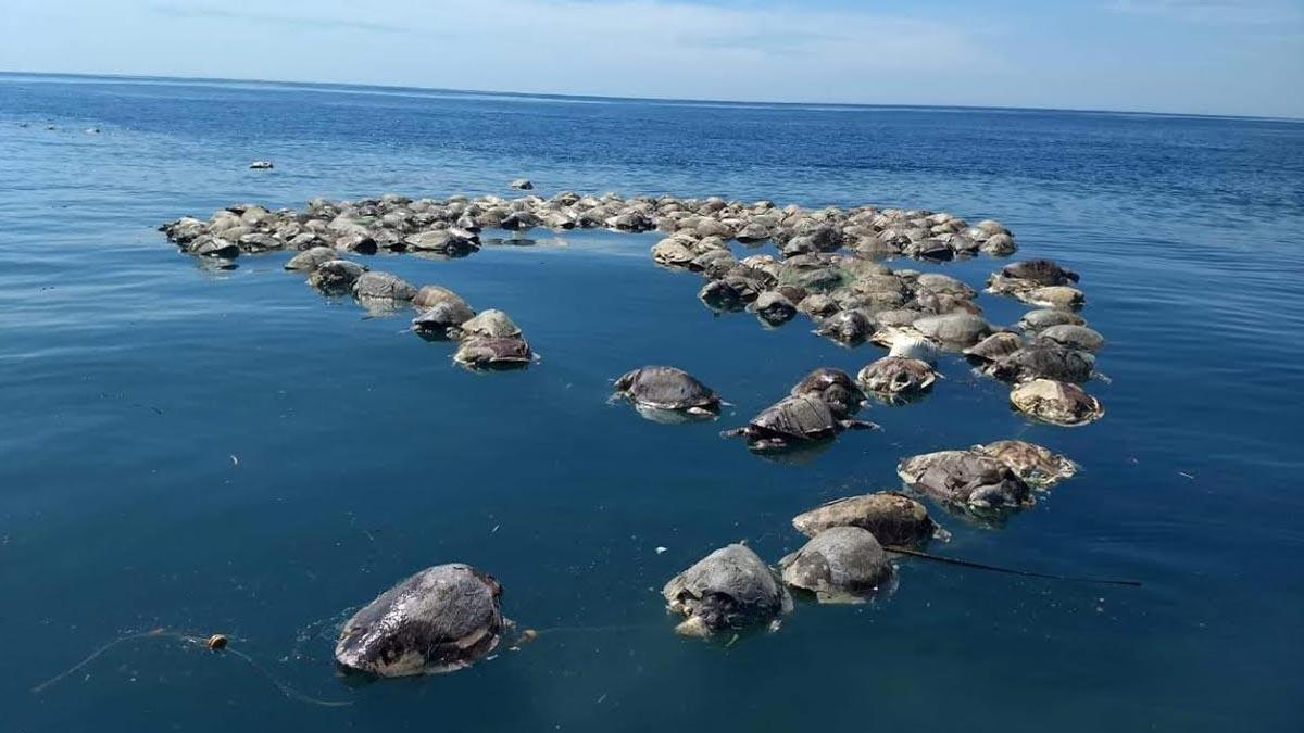 Cerca de 300 tortugas mueren en redes de atún en México.