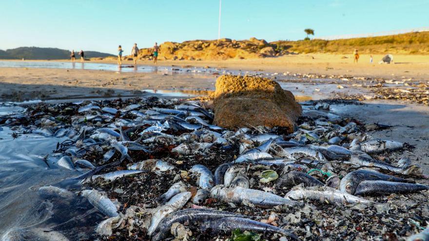 Kilos de sardinas muertas en la playa de A Lanzada