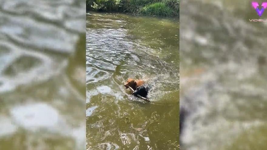 La competición a nado de estos dos perros por conseguir un palo para su dueña