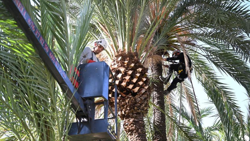 El plan anual de poda en Elche arranca en el Hort del Gat y ya se está sembrando en huertos