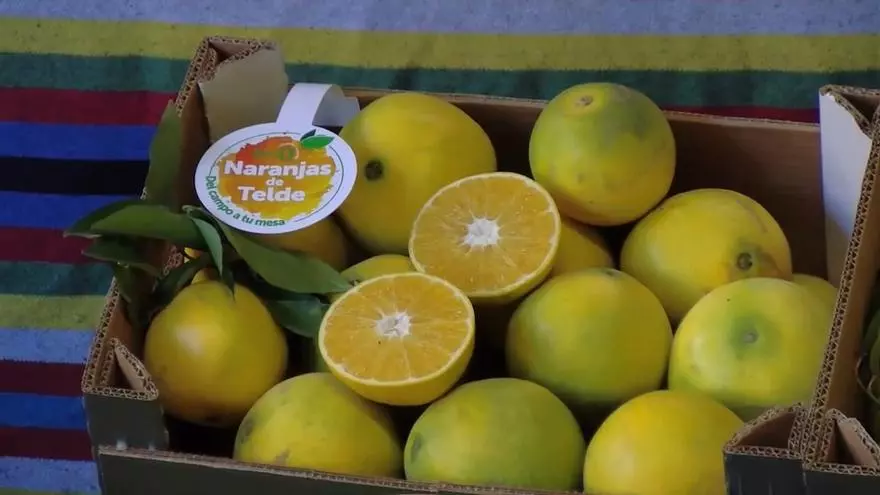 SPAR Gran Canaria asegura un año más la comercialización completa de la naranja de Telde