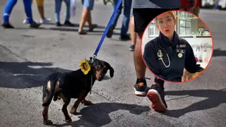 La Policía Nacional advierte a toda España con este problema que afecta a las mascotas: "Es un peligro tóxico y potencialmente mortal"