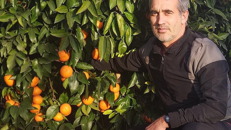 Daniel, en su huerto de Vila-real, donde tiene plantada mandarina ‘orri’, que este año se paga entre 1,20 y 1,50 €/kg. Pero también ha sido necesaria una importante inversión en las licencias (royalties), por ser una variedad de autor..