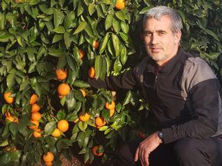 Las mandarinas premium de Castellón se pagan este año más caras que nunca