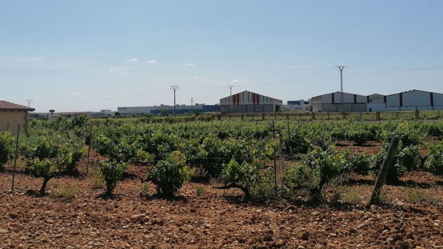 Parcela cultivada con viñedo en una bodega amparada por la Denominación de Origen Toro. | M. J. C.
