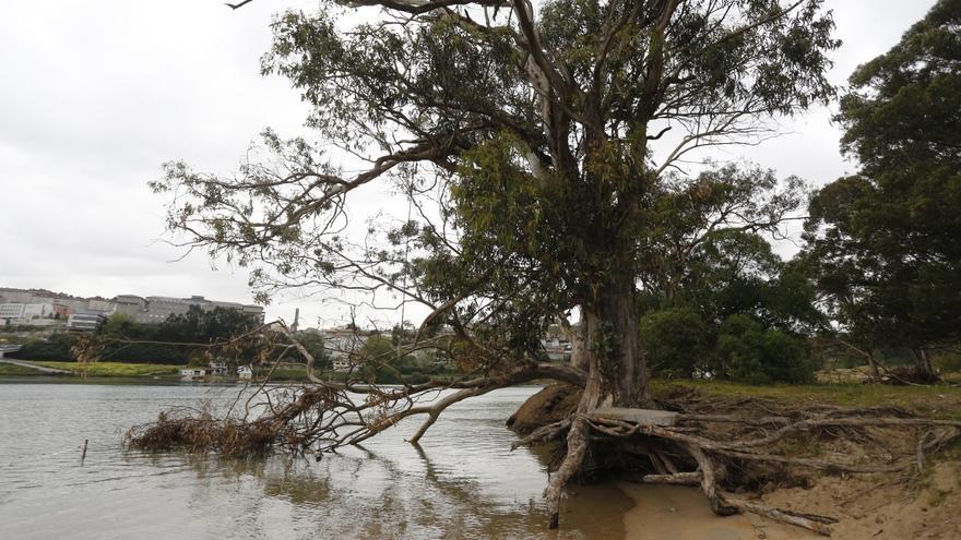 Seoane exige a Costas que retire escombros y dos árboles en el extremo de Santa Cristina