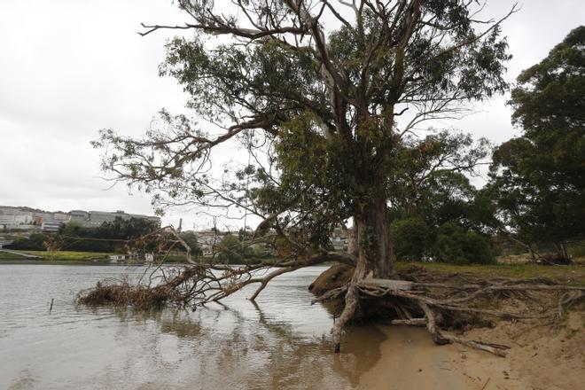 Un árbol caído y otro con las raíces sobre la superficie, en la playa de Santa Cristina.