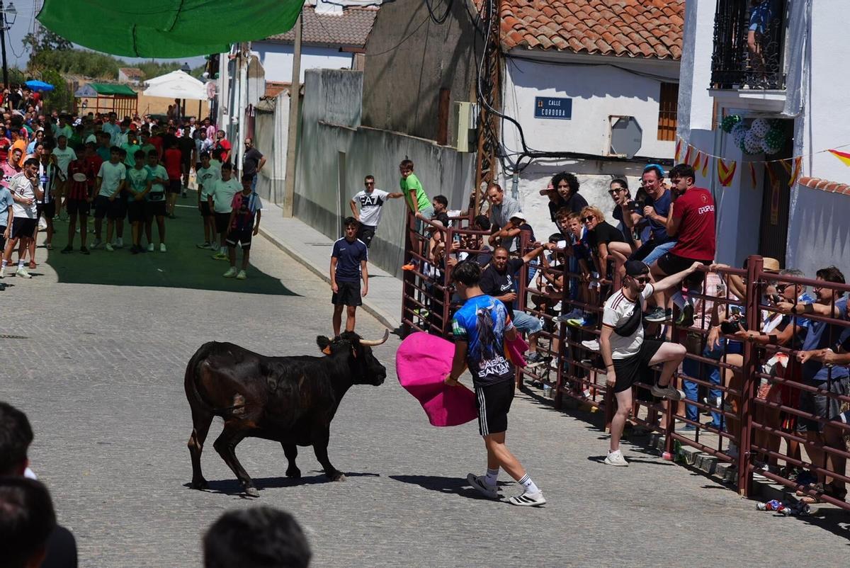 Las vaquillas vuelven tomar la calle en la feria de Añora Las vaquillas vuelven tomar la calle en la feria de Añora