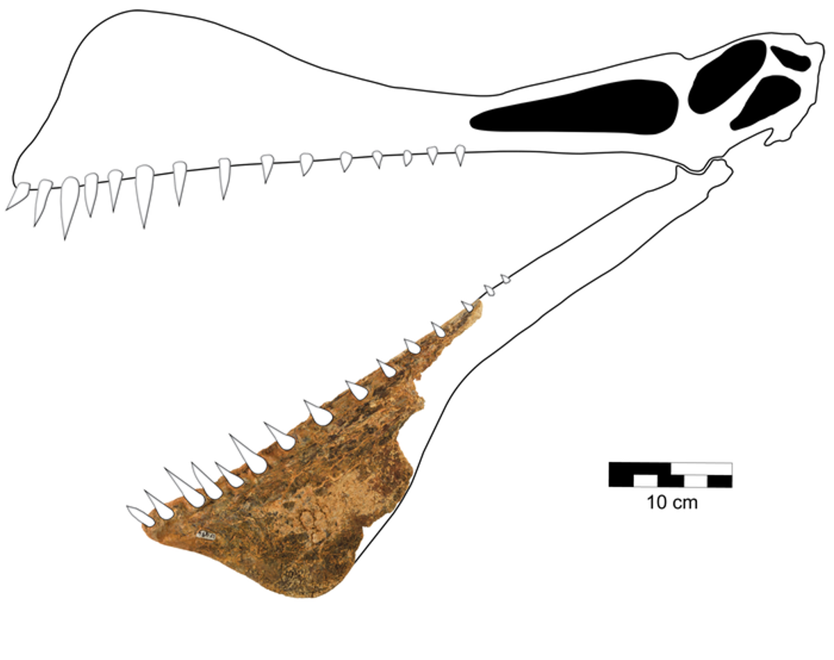 Reconstrucción de la mandíbula del pterosauro hallado en Australia