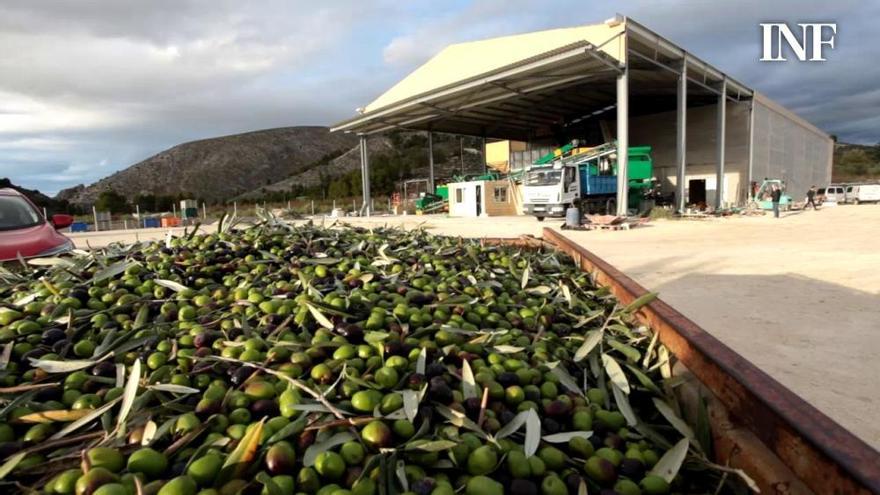 La provincia inicia una campaña de oliva marcada por la bajada del precio del aceite