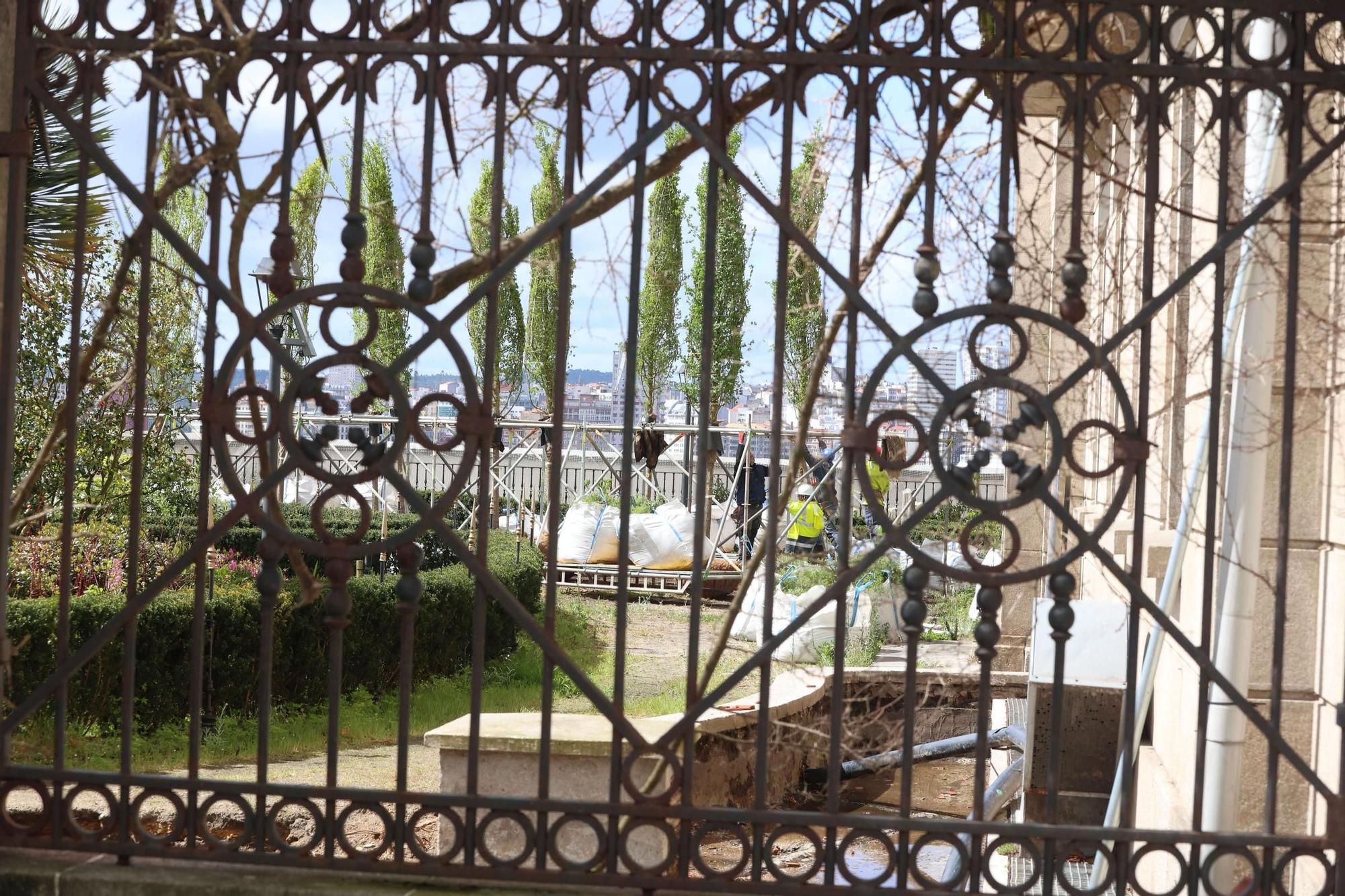 Plantación de los nuevos olmos del Jardín de San Carlos