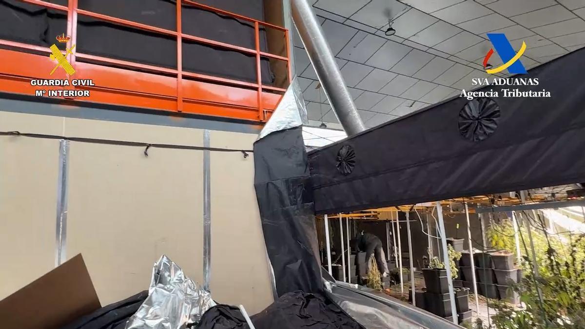 Tres detenidos en Crevillent al desmantelar una nave industrial con mil plantas de marihuana