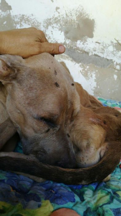 Caso extremo de abandono animal en tELDE