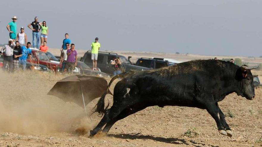 Encierro campero celebrado el año pasado en Villalpando durante las fiestas de San Roque.