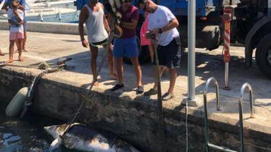 Toter Delfin vor der Küste von Santanyí aufgetaucht