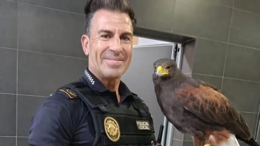 &quot;Cazan&quot; a un águila que estaba generando alarma desde hacía semanas en Almoradí 