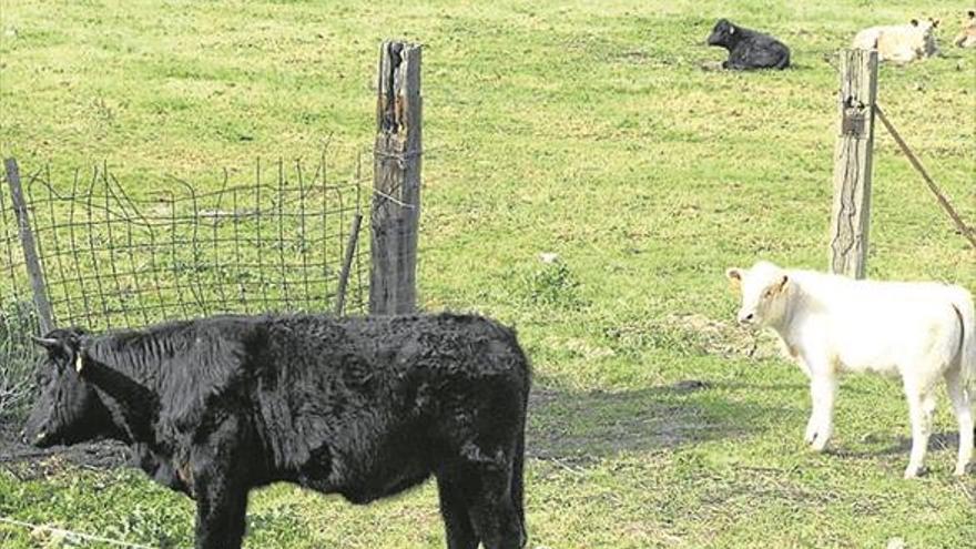 El Centro de Formación del Medio Rural amplía sus materias con sanidad animal