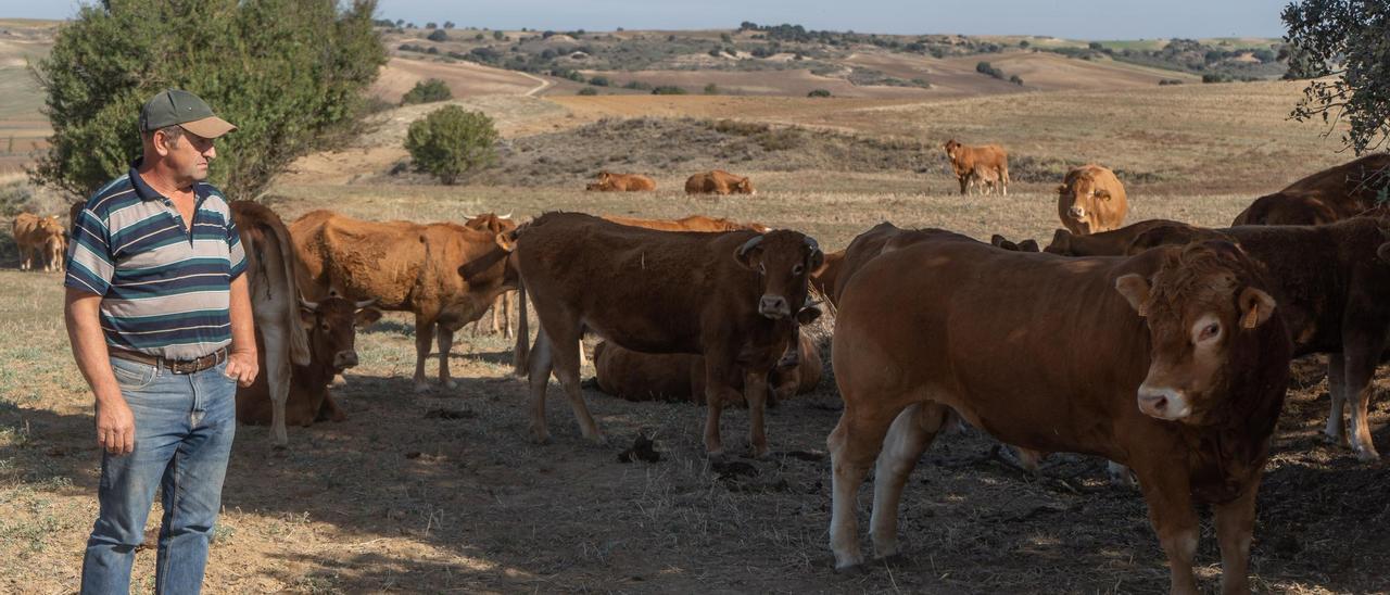 Ángel Corrales es su explotación de vacas de campo situada en Fuentesaúco