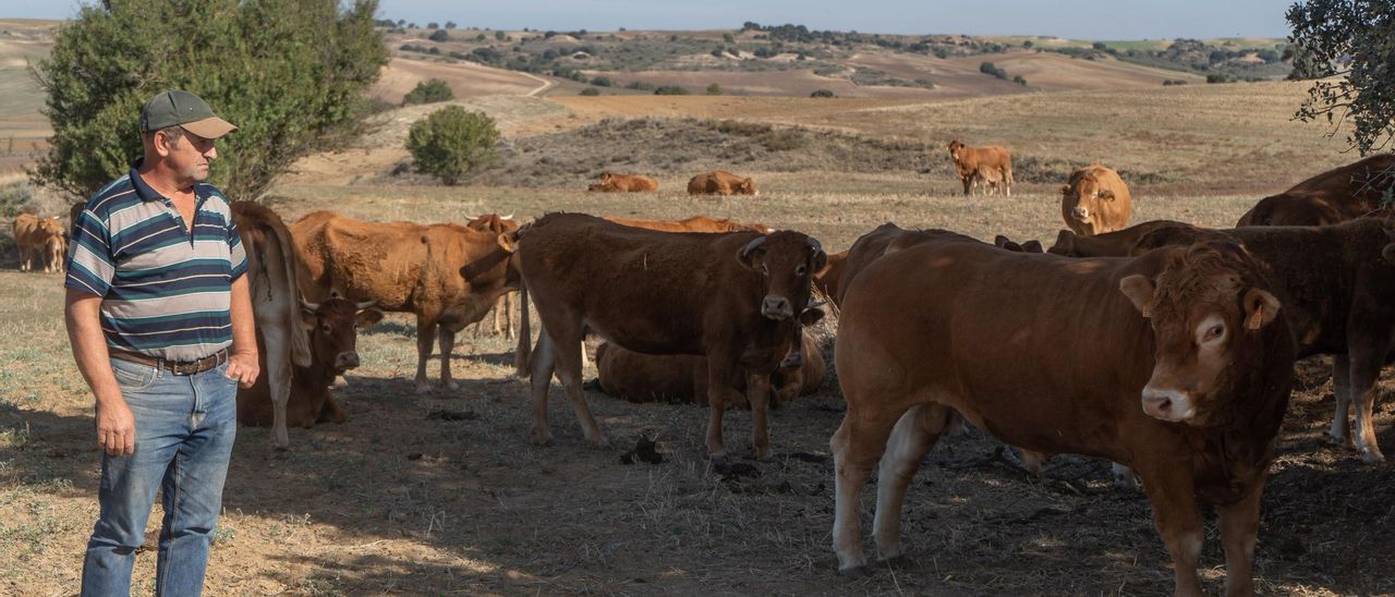 Ángel Corrales es su explotación de vacas de campo situada en Fuentesaúco