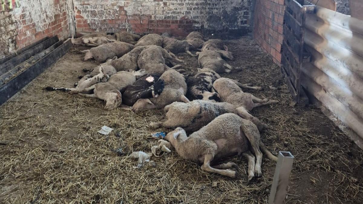 Xais morts en l'espai intervingut.