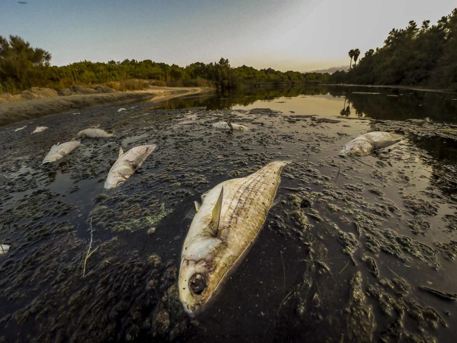 Peces muertos en el torrente de Son Bauló, en Can Picafort