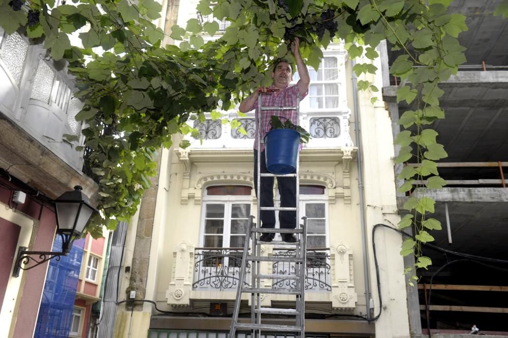 Vendimia en la Estrecha de San Andrés