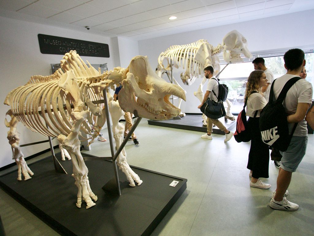 Esqueletos de elefante, rinoceronte o avestruz toman el Museo Veterinario
