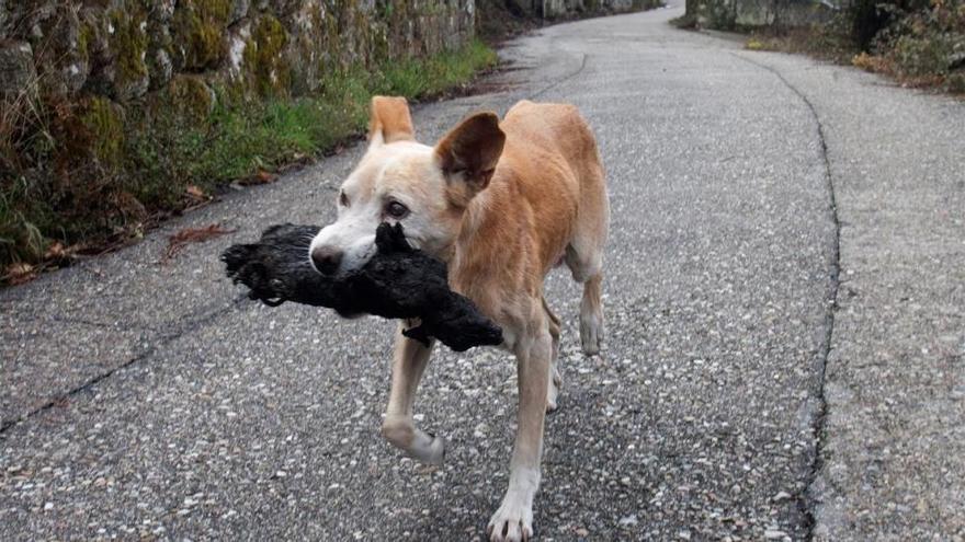 Desmentido: el perro viral del incendio de Galicia no llevaba a su cría calcinada