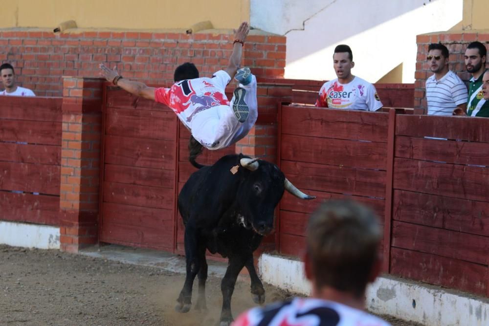 Concurso de cortes en Fuentesaúco.