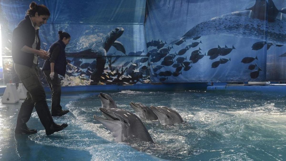 icoy25413903 delfines zoo delfinario170102170355