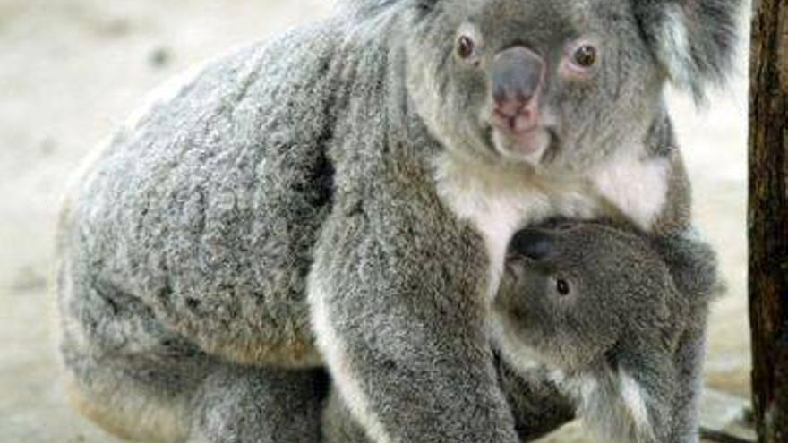Australia sacrifica a 700 koalas por &quot;problemas de superpoblación&quot;