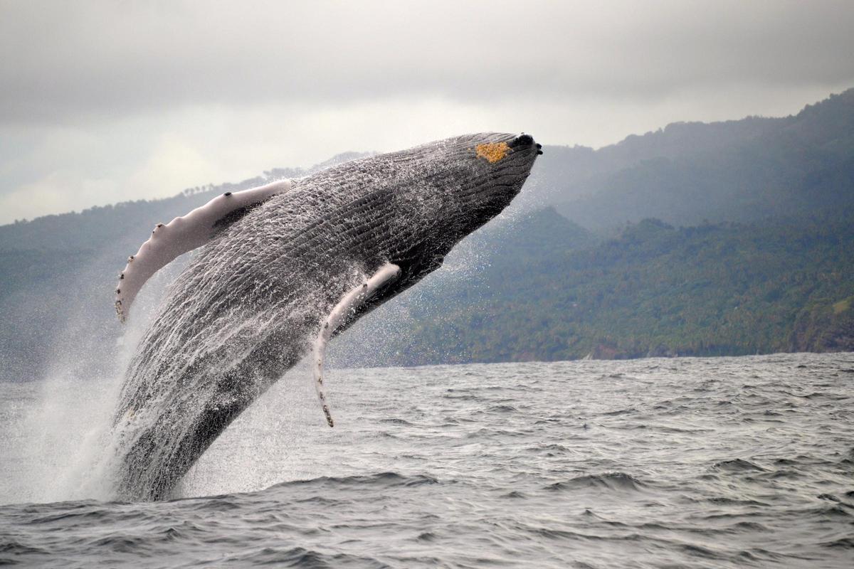 Ballena Jorobada en la bahía de Samaná.
