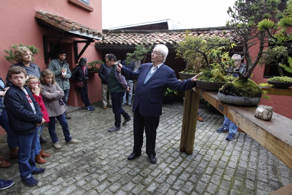 Visita guiada a la colección de bonsai en el Museo Evaristo Valle