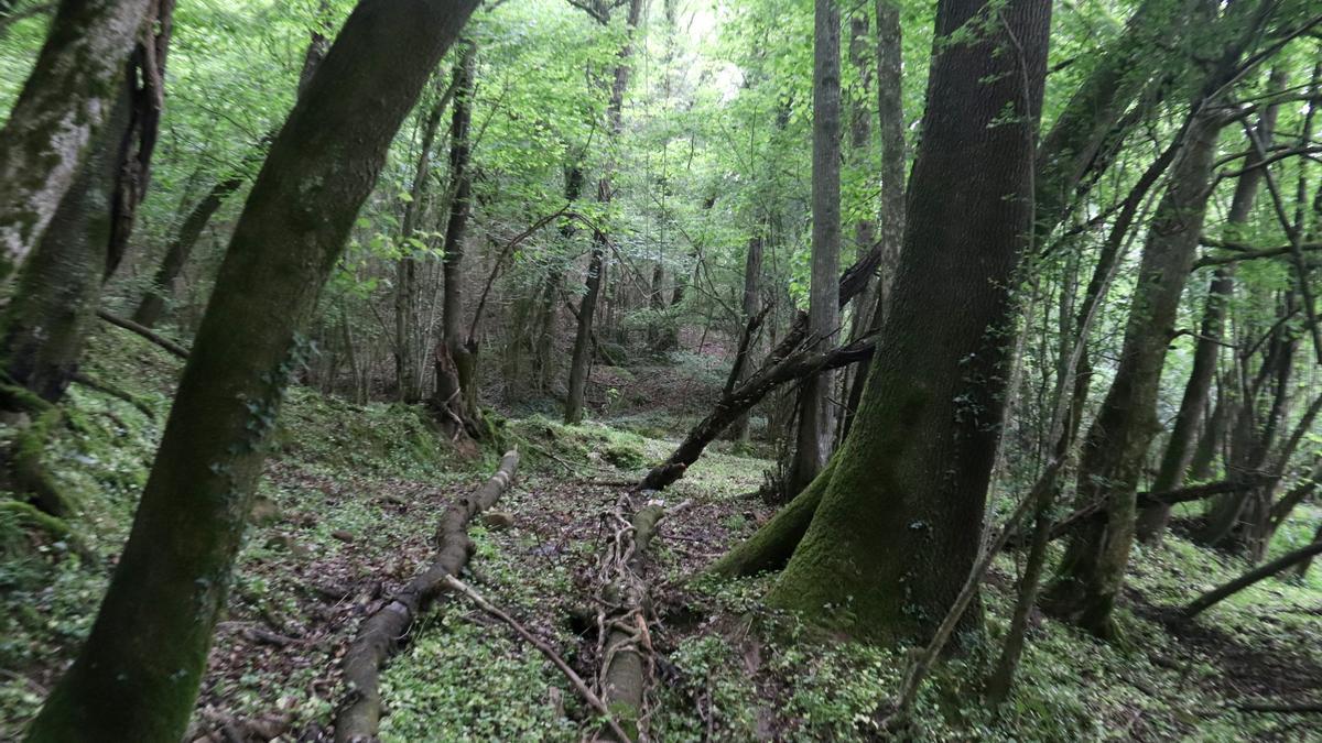 Diversos arbres d&#039;un bosc d&#039;alt valor ecològic a Sant Feliu de Pallerols