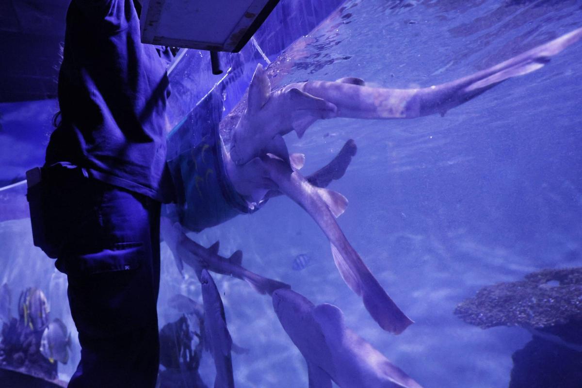 El trabajo de los profesionales del Acuario de Gijón, que alcanza sus 20 años de actividad, en imágenes.