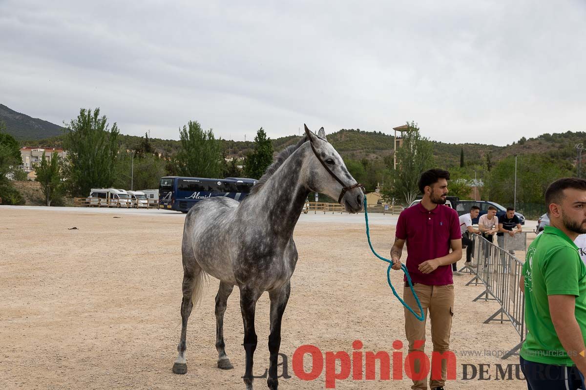 Control veterinario de los Caballos del Vino en Caravaca