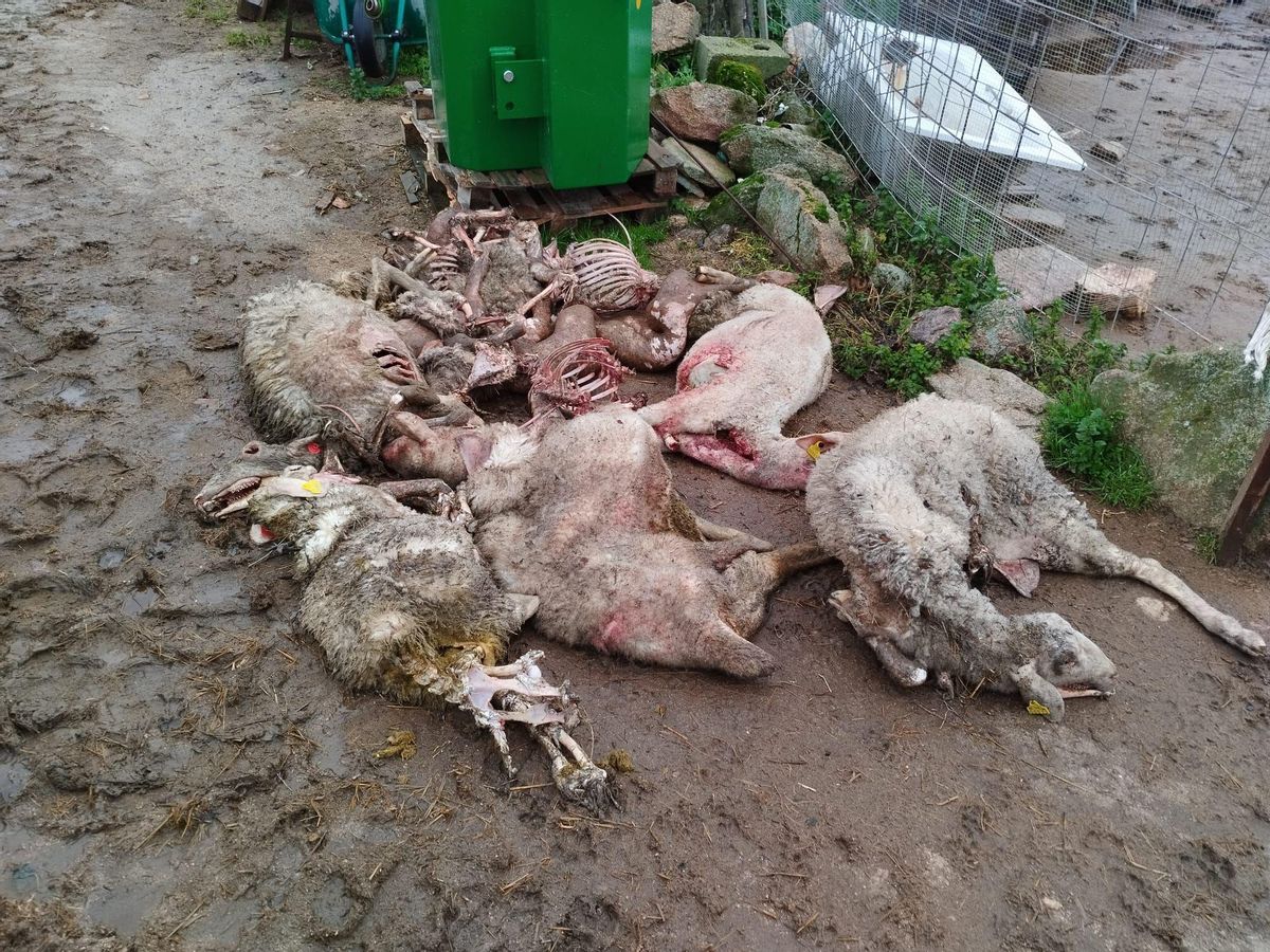 Ovejas muertas tras el ataque del lobo en una explotación de Zafara