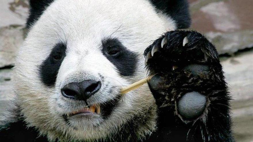 La muerte de un panda en Tailandia irrita a los chinos