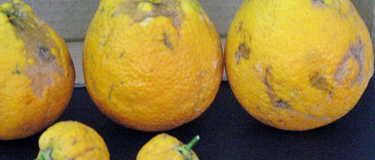 Efectos del ‘cotonet’ sobre las naranjas. | LEVANTE-EMV