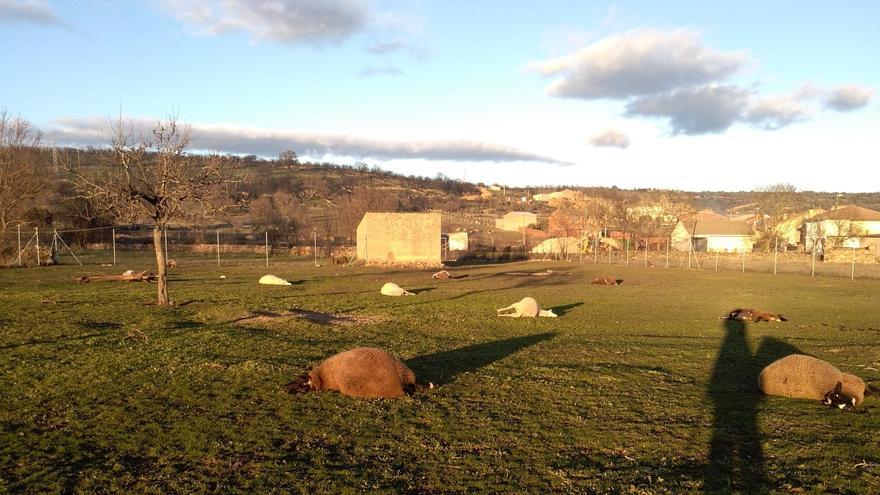 Los daños del lobo en Zamora en seis meses: 426 animales en 177 ataques